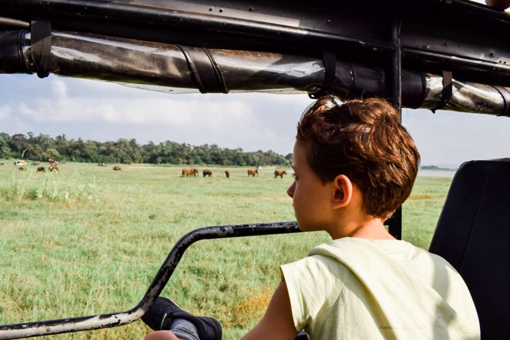 safari au Sri Lanka avec enfants : Minneriya